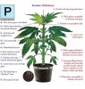 Phosphorus-Deficiency-marijuana-diagram.jpg