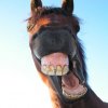 silly-funny-horse-pictures-01.jpg