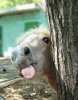 funny-horse1.jpg