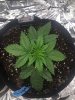 1587856_seedsman-northern-lights-auto-grow-journal-by-bicgroseedsmannorthern-lights-auto.jpg