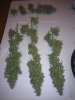 newbie J47XL day 79 harvest.jpg