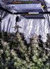 first scrog_Dec082019_0164.jpg