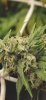 F | T |F Growery: Seedsman Jack Herer