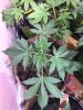 Living soil Autoflower