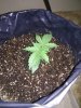 Gorilla Glue Auto Grow with Miracle Grow Soil!