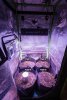 HumbleToker - NL Auto Grow - Tent - Day 5 Post Planting.jpg