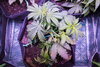 HumbleToker - NL Auto - Plant 2 - Day 24 Post Germ - 3.jpg