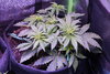 HumbleToker - NL Auto - Plant 1 - Day 24 Post Germ - 1.jpg