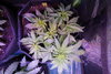 HumbleToker - NL Auto - Plant 1 - Day 24 Post Germ - 2.jpg