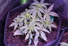 HumbleToker - NL Auto - Plant 3 - Day 24 Post Germ - 1.jpg