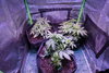 HumbleToker - NL Auto - Group - Day 24 Post Germ.jpg