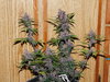 Sweet Seeds Black Cream