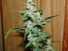 Sweet seeds Bloody skunk