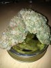 StarRyder nugs Kusht.jpg