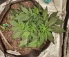 2073441_lineage-genetics-triple-xl-auto-grow-journal-by-xhsxmonkilineage-geneticstriple-xl-auto.jpg