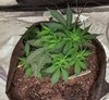 2073442_lineage-genetics-triple-xl-auto-grow-journal-by-xhsxmonkilineage-geneticstriple-xl-auto.jpg