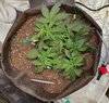 2073443_lineage-genetics-triple-xl-auto-grow-journal-by-xhsxmonkilineage-geneticstriple-xl-aut...jpg