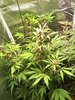 2116194_fastbuds-lsd-25-grow-journal-by-geordiejesusfastbudslsd-25.jpg