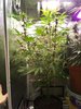 2116198_fastbuds-lsd-25-grow-journal-by-geordiejesusfastbudslsd-25.jpg