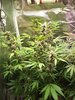 2116200_fastbuds-lsd-25-grow-journal-by-geordiejesusfastbudslsd-25.jpg