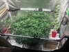 2nd grow fastbuds gsc aggressive lst