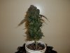 day 76 (seed #2) pic 3.jpg