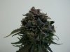 day 76 (seed #2) pic 4.jpg