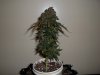 day 78 (seed #2) pic 1.jpg