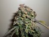 day 78 (seed #2) pic 3.jpg