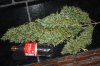 Asianhaze#1-harvest.jpg