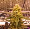 White Widow XXL 5-10-20 Day 54 (11).jpg