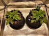 2315233_royal-queen-seeds-northern-light-automatic-grow-journal-by-coolsharkroyal-queen-seedsn...jpg