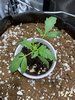 Zamaldelica Express & Hubbabubbasmelloscope (Day 15)