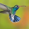 Humming Bird