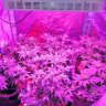 ledgrowlightsmx