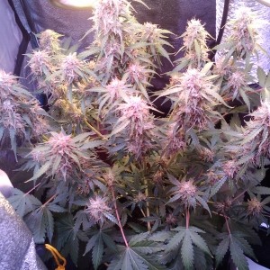 2015 Auto JACK(Paradise seeds)