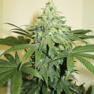 BEARHILLSEEDS BLUESTREAK99 Feminized