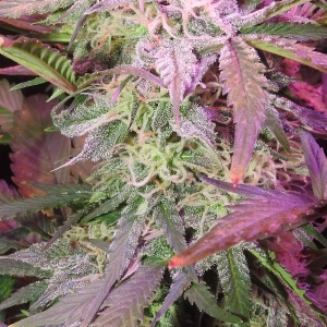 MephistoMedTent.2018