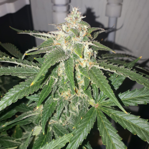 Girlscout Cookies grow