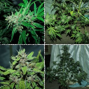 Mephisto Strains