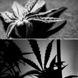 artistic cannabis photos