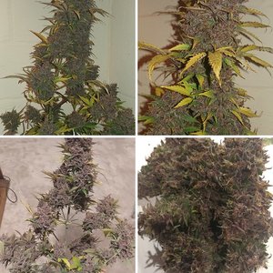 Dark Devil Diesel harvest 6/2020