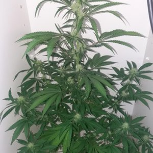 GorillaBlue (advanced seeds)