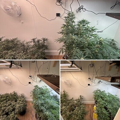 My grow room