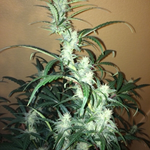 White Stomper Day 46 (2)