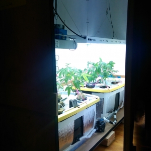 Clearing out veg room for autos