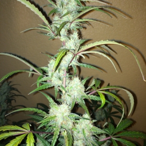 White Stomper Day 52 (2)