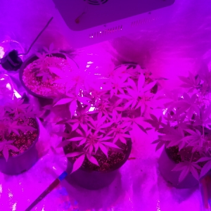 My autoflower tent