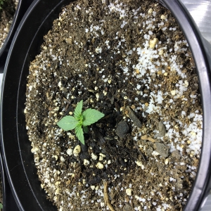 First Grow