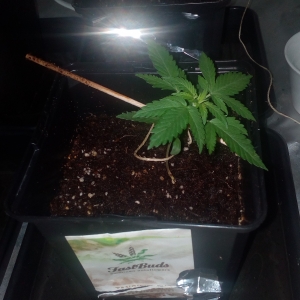 Tangie`Matic Week 3